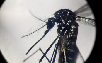 Aedes aegypti
