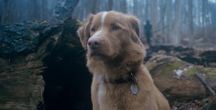 Good-Boy