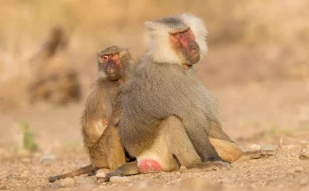 mamalia betina seksual