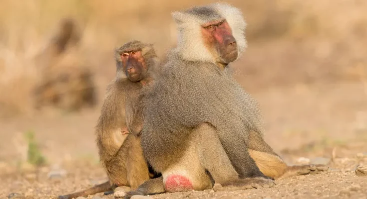 mamalia betina seksual